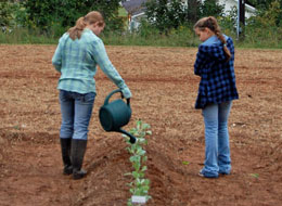 Community Gardens