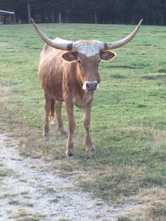 celebration of Speed