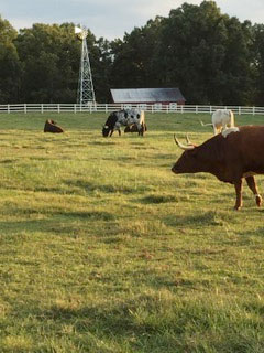 celebration of Speed